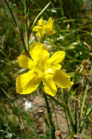 Moraea ramosissima wavy tepals